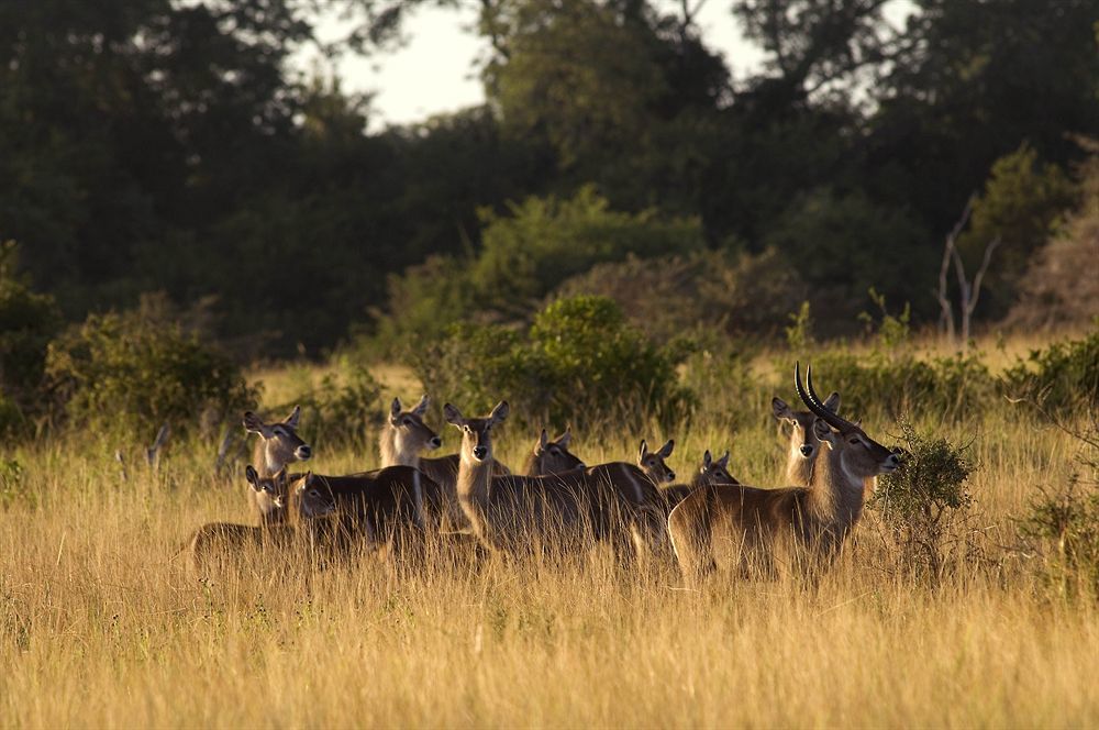 Saadani Safari Lodge Exteriér fotografie